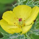 Argemone mexicana