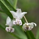 Asclepias physocarpa