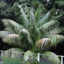 Howea forsteriana