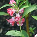 Impatiens balsamina