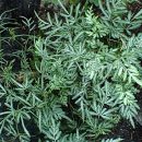 Pteris ensiformis “Victoriae”