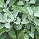 Salvia officinalis