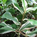 Zingiber zerumbet “Variegata”