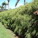 Polyscias filicifolia