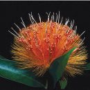 Stifftia grazielae