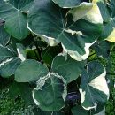 Xanthosoma atrovirens “Variegatum Monstrosum”