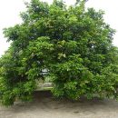 Dimocarpus longan