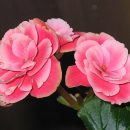 Begonia elatior