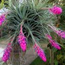 Tillandsia stricta