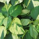 Acalypha wilkesiana “Java white”