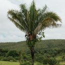 Attalea dubia