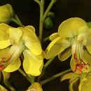 Biancaea decapetala