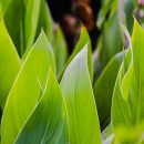 Canna limbata