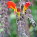 Columnea gloriosa
