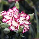 Dianthus caryophyllus