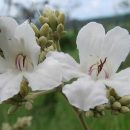 Fridericia florida