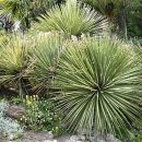 Dasylirion acrotrichum
