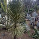 Yucca aloifolia “Variegata”