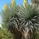 Yucca rigida