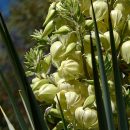 Yucca luminosa