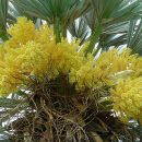 Trithrinax campestris