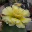 Opuntia ficus-indica