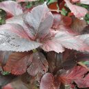 Acalypha wilkesiana “Macafeana”