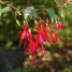 Fuchsia regia