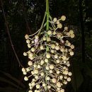 Mabea fistulifera