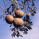 Magonia pubescens