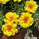 Portulaca grandiflora