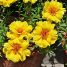 Portulaca grandiflora