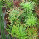 Cyperus papyrus “Nanus”