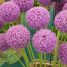 Allium giganteum