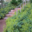 Alchemilla mollis