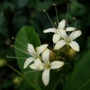 Aegiphila fluminensis