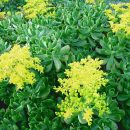 Sedum praealtum