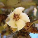 Eriotheca pubescens