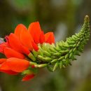 Erythrina edulis