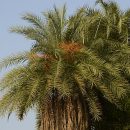 Phoenix sylvestris