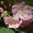 Dombeya burgessiae