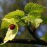 Davidia involucrata