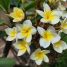 Plumeria alba