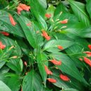 Ruellia brevifolia