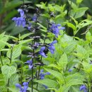 Salvia guaranitica