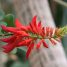 Erythrina herbacea