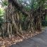 Ficus benghalensis
