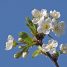 Prunus cerasus