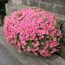 Rhododendron indicum
