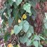 Philodendron cordatum